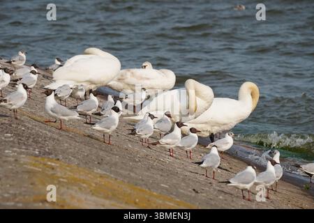 Wild birds in Nida, Lithuania Stock Photo