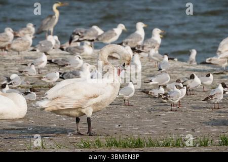 Wild birds in Nida, Lithuania Stock Photo