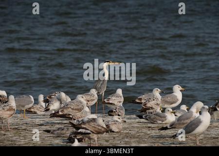 Birds diversity in Nida, Lithuania Stock Photo