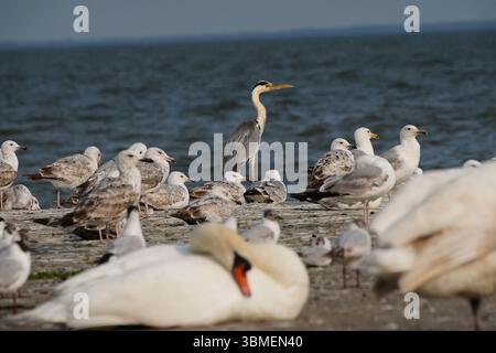 Various species of birds in protected area of Nida in Lithuania Stock Photo