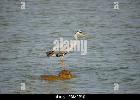Ardea cinerea bird in Nida, Lithuania Stock Photo