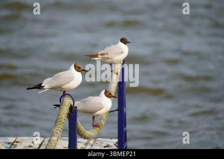Chroicocephalus ridibundus bird in Nida, Lithuania Stock Photo