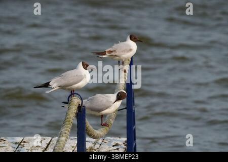 Chroicocephalus ridibundus bird in Nida, Lithuania Stock Photo