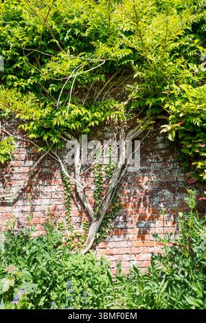 Wisteria growing up an old brick wall in a walled garden. Stock Photo
