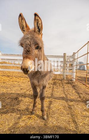 Curious miniature donkey in a sunny paddock Stock Photo