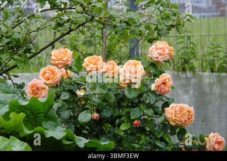 Cluster of apricot-coloured roses blooming in a summer allotment garden, framed by leafy greenery and fruiting branches. Stock Photo