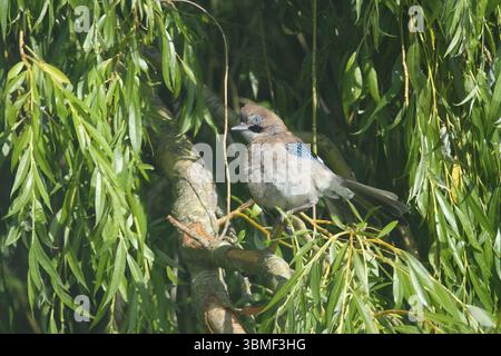 Newly fledged Eurasian Jay (Garrulus glandarius) perched on a willow tree branch, surveying the world with fresh curiosity. Stock Photo