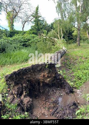 Berlin, Germany. 26th June, 2025. A tree was uprooted by heavy gusts of wind in the Heiligensee district of Berlin. Credit: Jens Dudziak/dpa/Alamy Live News Stock Photo