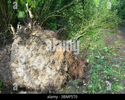 Berlin, Germany. 26th June, 2025. Trees uprooted by heavy gusts of wind lie in the Heiligensee district of Berlin. Credit: Jens Dudziak/dpa/Alamy Live News Stock Photo