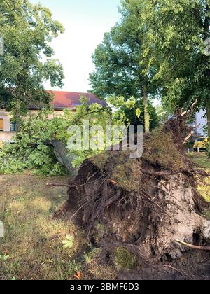 Berlin, Germany. 26th June, 2025. A tree uprooted by heavy gusts of wind lies in front of a house in the Heiligensee district of Berlin. Credit: Jens Dudziak/dpa/Alamy Live News Stock Photo