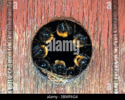 Ring of bees (Tree bumblebee (or new garden bumblebee) Bombus hypnorum) at entrance to a bird box, Suffolk, England.  Obtaining wood pulp for nest? Stock Photo