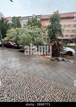 Berlin, Germany. 26th June, 2025. A tree uprooted by heavy gusts of wind lies on cars in the Wedding district of Berlin. Credit: ---/dpa/Alamy Live News Stock Photo
