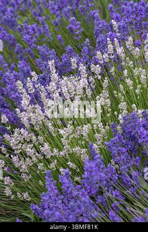 Close up of White and Purple Lavender in a field at Somerset Lavender Farms Lavender fields, Somerset, England, UK Stock Photo