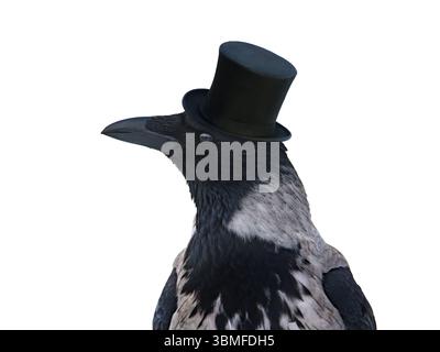 hooded raven in hat isolated on white background Stock Photo