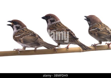 three sitting sparrows isolated on white background Stock Photo