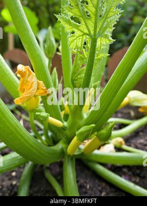 Close-up of a zucchini plant showing tiny yellow zucchinis and small orange blossoms growing among fresh green stems and textured branches. Stock Photo