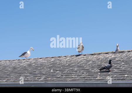 Seagulls perched on the roof of a house near Monterey Bay, California Stock Photo