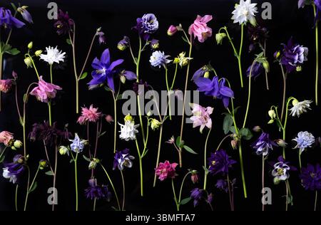 Vibrant aquilegia flowers in various colors and shapes displayed in vertical lines on black background. Rich contrast and botanical diversity, for Stock Photo