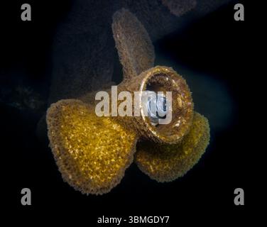 Fouled propeller Stock Photo