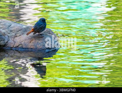 A Plumbeous Redstart (Phoenicurus fuliginosus) standing on a rock by a creek. Fujian Province, China. Stock Photo