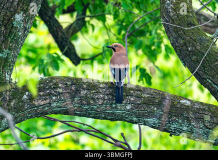 An Eurasian Jay (Garrulus glandarius) perched on a branch in forest. Jiangxi Province, China. Stock Photo