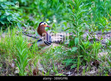 A pair Mandarin Ducks (Aix galericulata) on their nesting site. Henan Province, China. Stock Photo