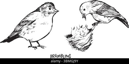 Brambling ink drawing set, birdwatching sketches of two poses: sitting and feeding. Woodland bird black and white sketches, isolated on white, simple Stock Vector