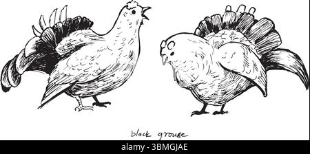 Black grouse ink drawing set, birdwatching sketches of two poses: sitting and flying. Woodland bird black and white sketches, isolated on white, simpl Stock Vector