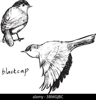 Blackcap ink drawing set, birdwatching sketches of two poses: sitting and flying. Woodland bird black and white sketches, isolated on white, simple Stock Vector
