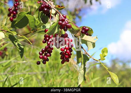 Ripe chokecherries hang on a branch against a blue sky Stock Photo
