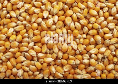 Dry raw corn kernels for making popcorn food background Stock Photo