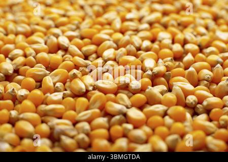 Dry raw corn kernels for making popcorn food background Stock Photo