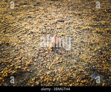 A small snail can be seen on a wide, gravelly ground in the warm light. Ribbon snail in the sunrise on a gravel path Stock Photo