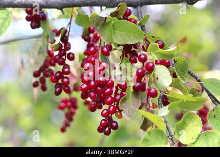 Wild red ripe chokecherries hanging on a branch Stock Photo