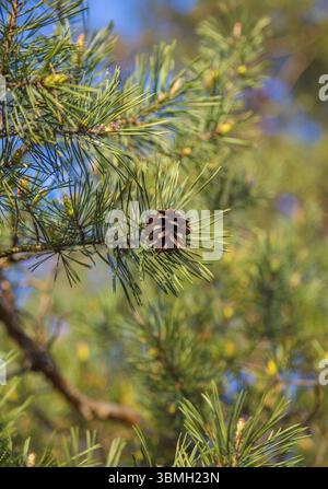 Spring Cone Tree Branches of Larch with cones isolated on white background. Coniferous ...
