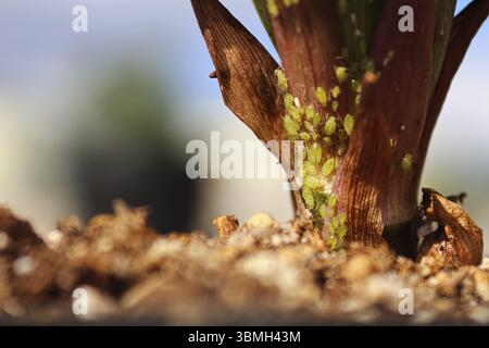 Macro view of green aphids on the base of a lilly plant Stock Photo
