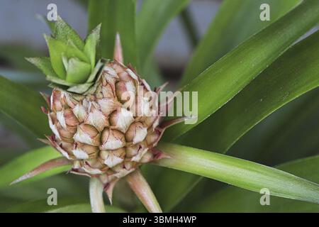 Closeup of a tiny pineapple growing on a houseplant Stock Photo
