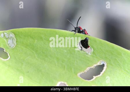 Macro of a scarlet beetle on the edge of a lilly leaf Stock Photo