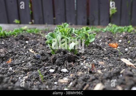 Closeup of pea sprouts growing in the garden Stock Photo