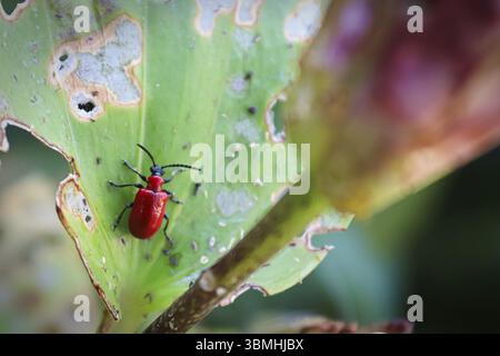 Macro view of a lilly beetle on a leaf Stock Photo