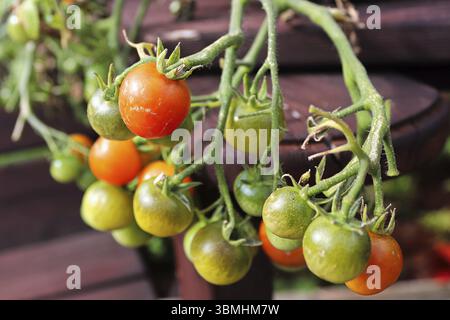 Small cherry tomatoes in various stages of ripening Stock Photo