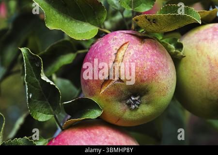 Closeup of an apple on a tree with the skin cracked and split Stock Photo