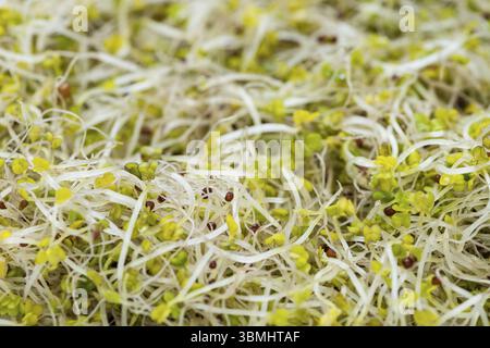 Portion of fresh Broccoli Sprouts as detailed macro shot Stock Photo