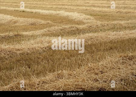 Rows of harvested wheat straw drying in the sun in a large agricultural field Stock Photo