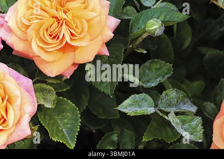 A branch on a rose bush covered in powdery mildew Stock Photo