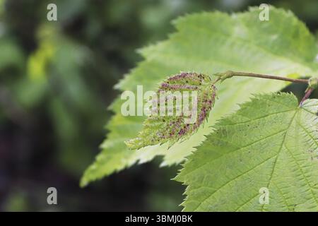 Macro of a tiny red speckled leaf on a branch tip Stock Photo