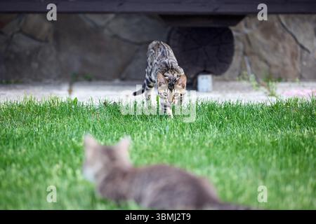 A gray tabby cat and a Bengal kitten face off on a grassy field. Both cats show defensive postures and intense expressions during a territorial stando Stock Photo