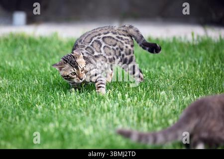 A gray tabby cat and a Bengal kitten face off on a grassy field. Both cats show defensive postures and intense expressions during a territorial stando Stock Photo