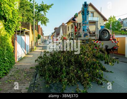 Removal of a fallen tree after a storm Stock Photo