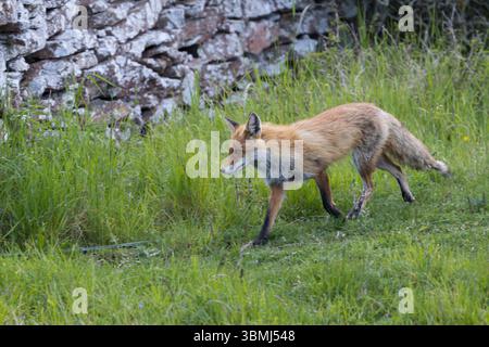 Rotfuchs, Rot-Fuchs, Fuchs, Vulpes vulpes, Canis vulpes, red fox, fox, Le Renard roux, Renard commun, Renard rouge Stock Photo